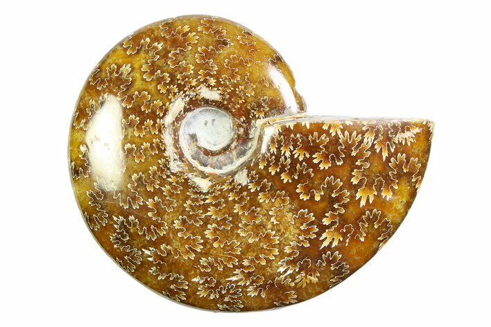 Polished Ammonite (Cleoniceras) Fossil - Madagascar #339243